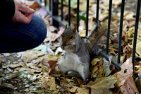 A squirrel in St. James Park