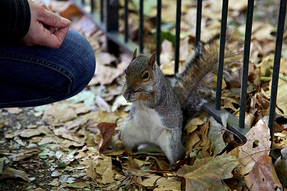 A squirrel in St. James Park